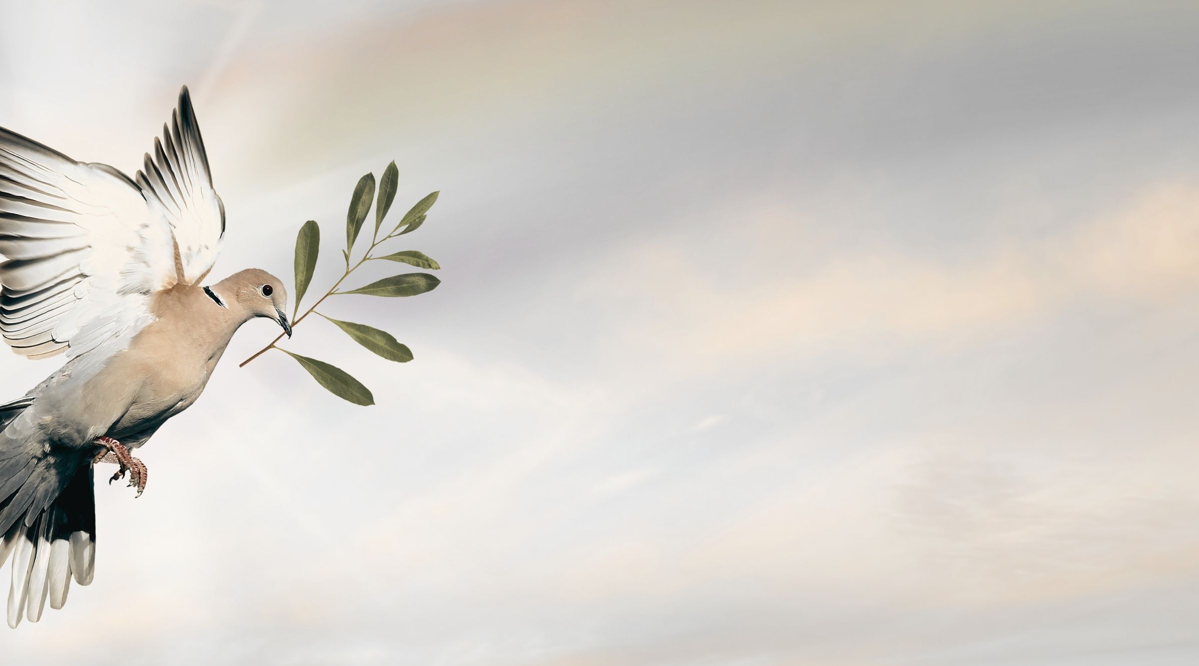 Vit flygande duva med olivträdsblad i näbben.